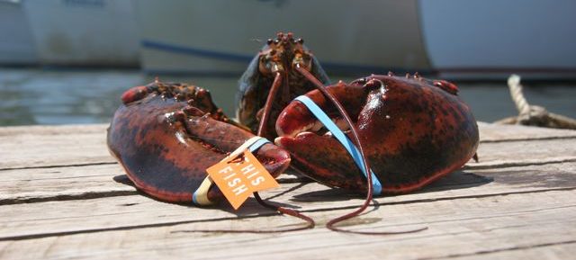 How To Cook A Live Lobster