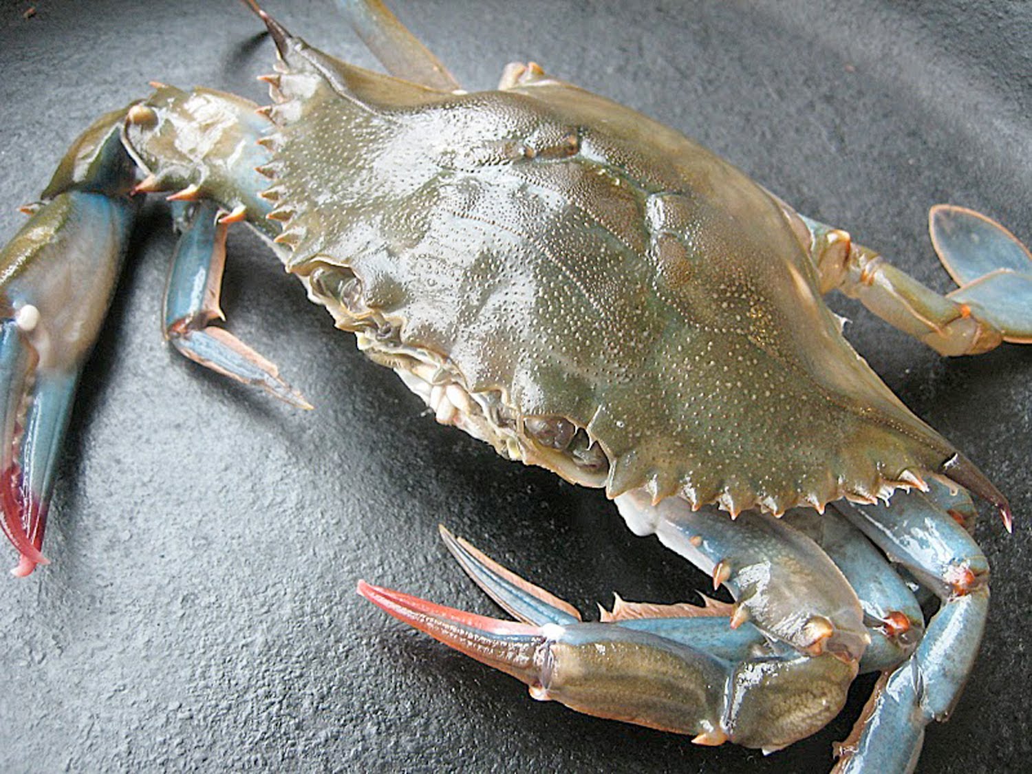 Soft shell crab mzaerpacific