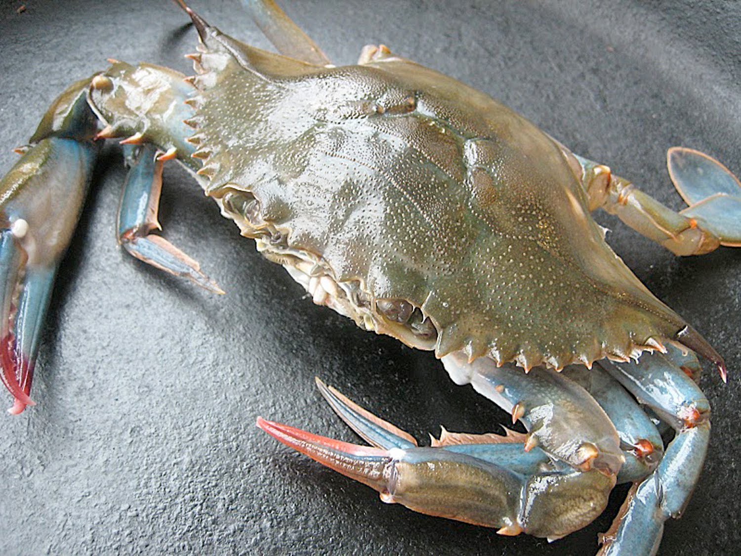 What are Soft Shell Crabs? 