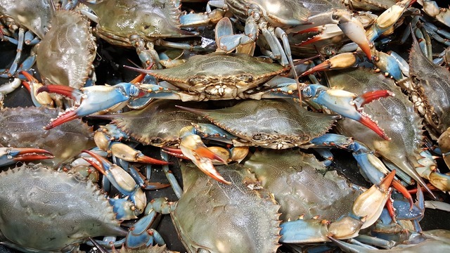 2019 Maryland blue crab season officially begins