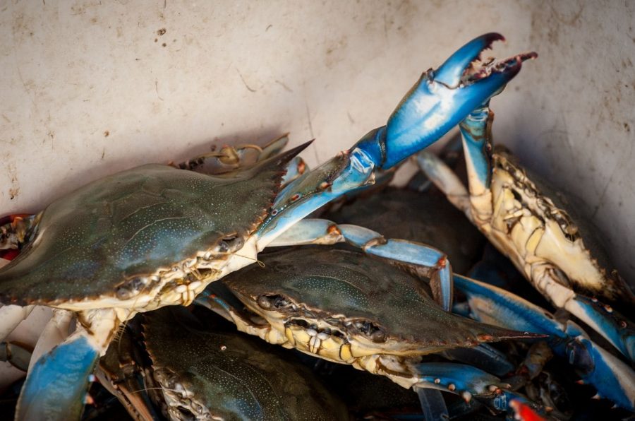 Chesapeake Bay blue crabs are at their most plentiful in seven years, scientists say