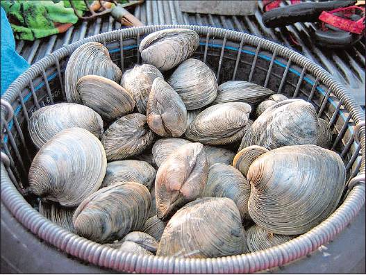 Clams From A to Z: 26 Interesting Things You Didn’t Know