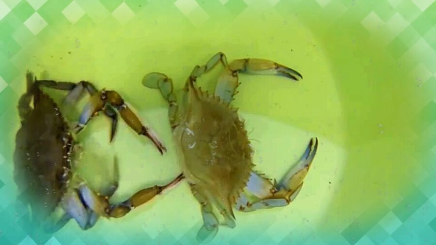 It’s soft-shell crab season—our favorite time of year! C…