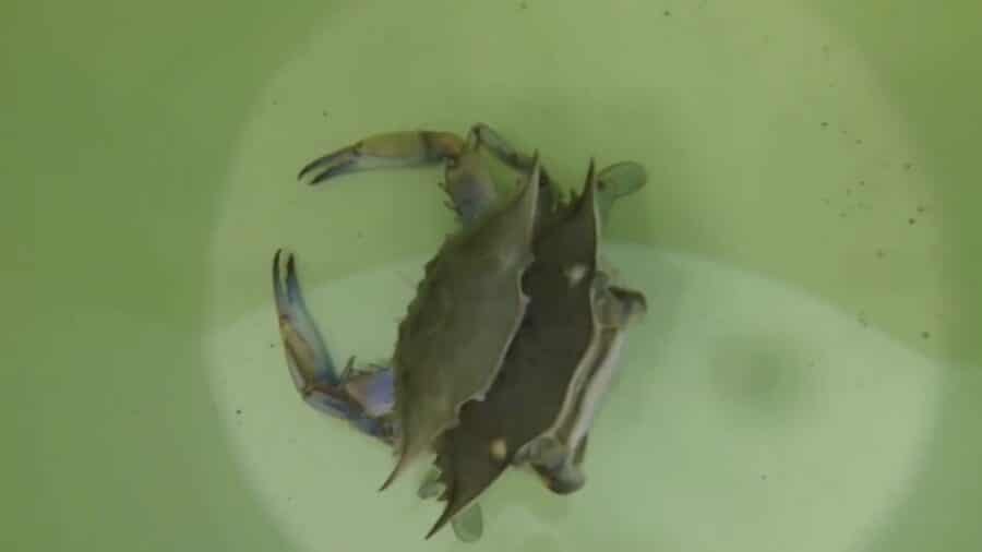 It’s soft-shell crab season—our favorite time of year! C…