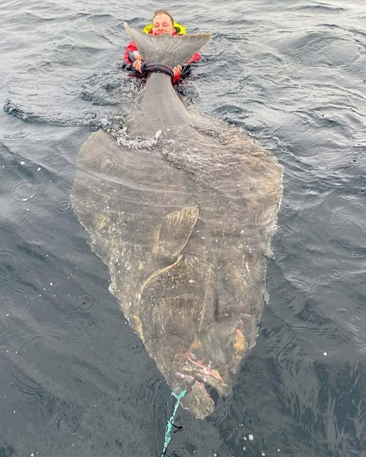 When your ‘catch of the day’ might actually be the end of…